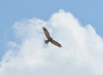 One of the main observed amphibian predator is the The western marsh harrier (Circus aeruginosus) 